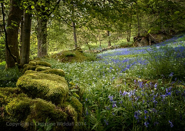 Hardcastle Crags_IGP5920_HDR
