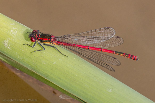 large red damselfly male