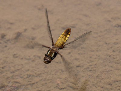 broad bodied chaser female