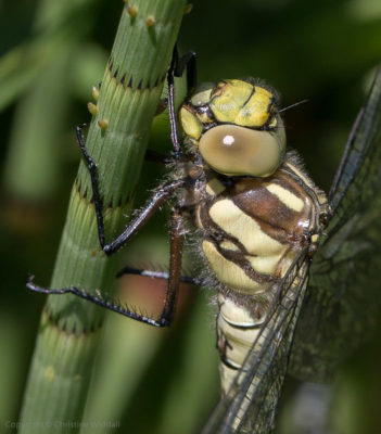 southern hawker dragonfly female head