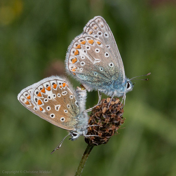 common blue butterflies mating