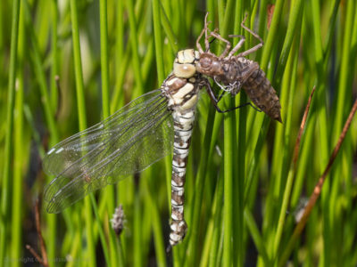 southern hawker dragonfly female with exuvia
