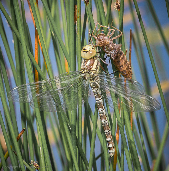 southern hawker dragonfly female with exuvia