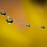 Water Drop Refractions 4